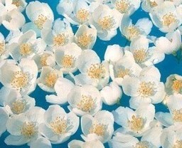  © Geoffrey Whiting- Fotolia.com